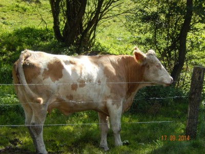 Rhön-Bio-Kuh.jpg